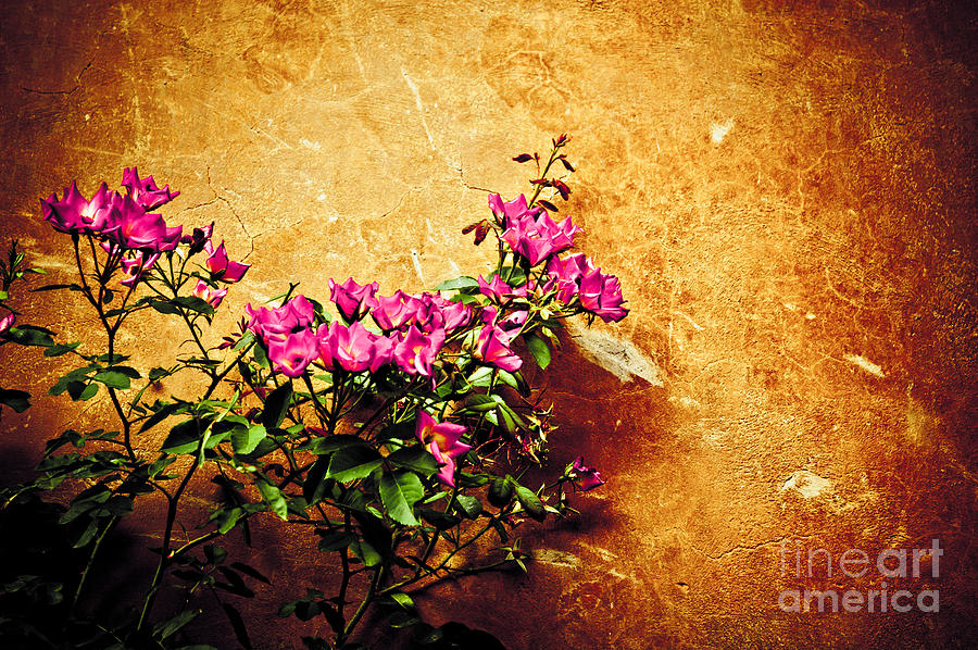 Pink flowers against weathered wall Photograph by Silvia Ganora