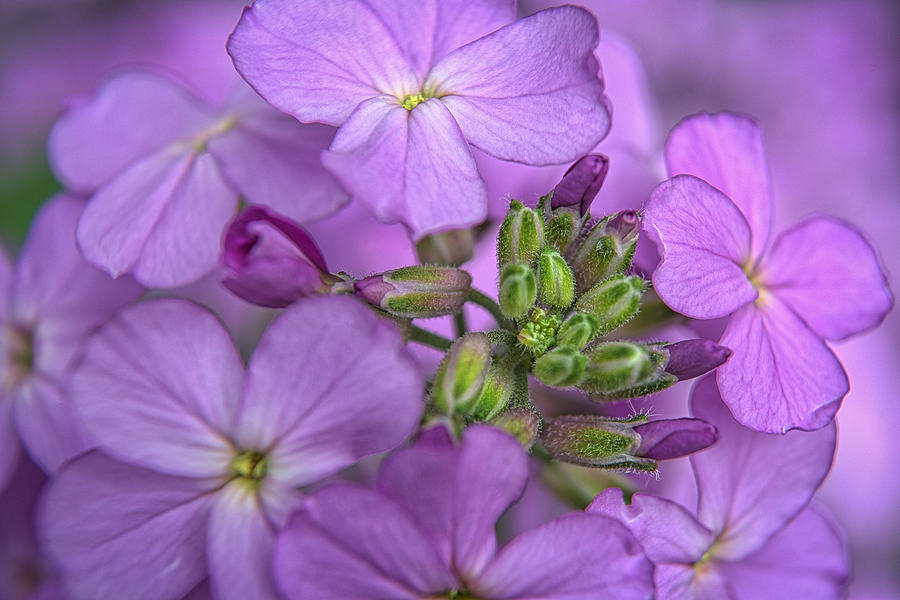 Pink flowers #1 Photograph by Prince Andre Faubert