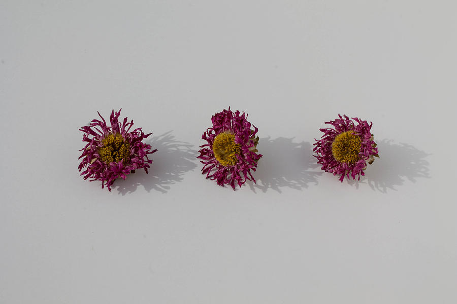 Pink Flowers Photograph by Brittney Wall - Fine Art America