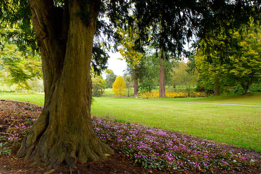 Pink Flowers Under A Tree In A Beautiful English Park Photograph By 