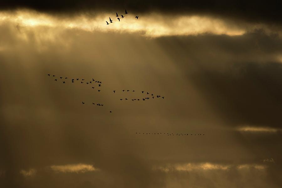 Pink Footed Geese #1 Photograph by Simon Booth