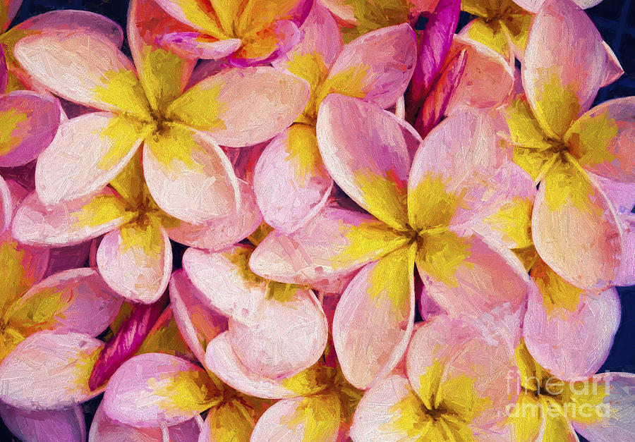 Flower Photograph - Pink frangipani #1 by Sheila Smart Fine Art Photography