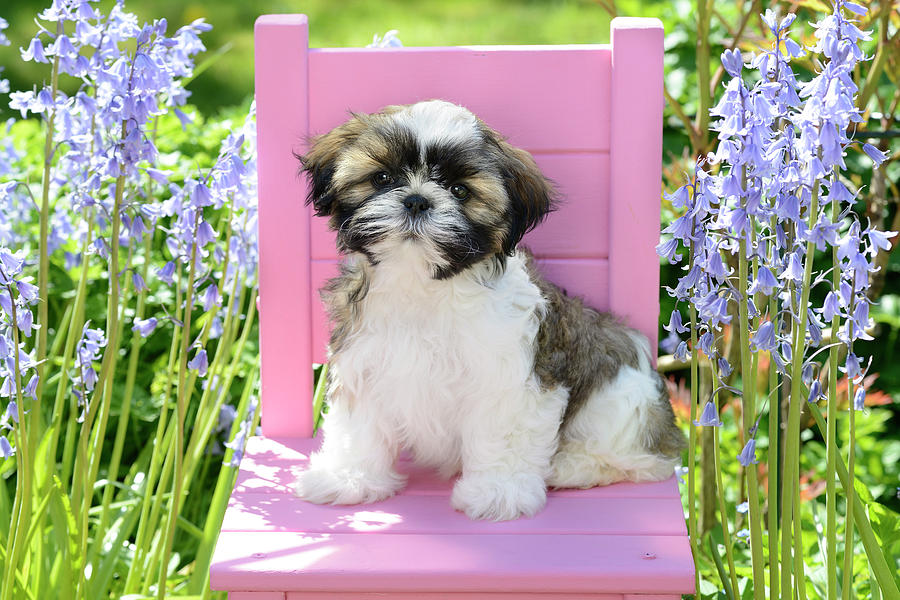 Tzu Painting - Pink Garden Chair Puppy #2 by MGL Meiklejohn Graphics Licensing
