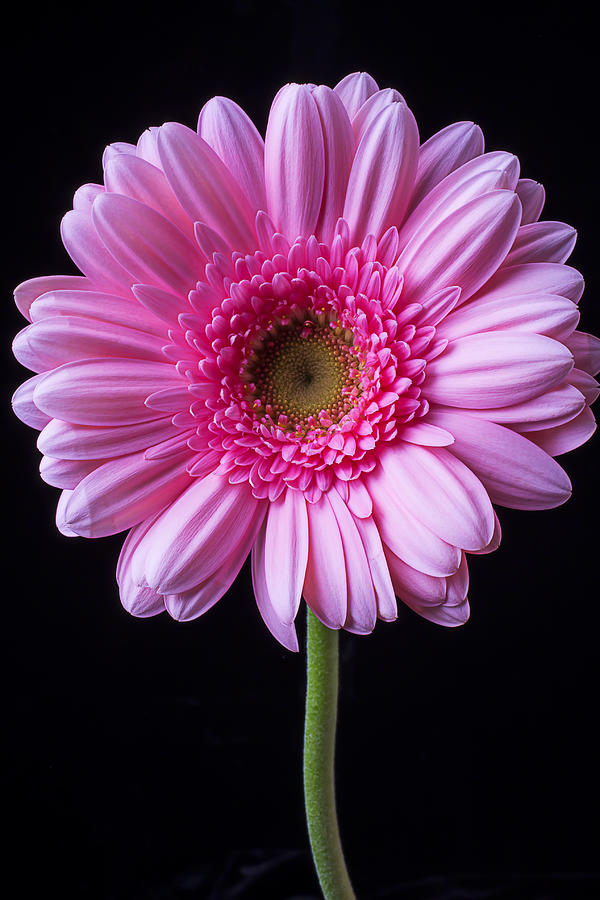 Pink Gerbera Daisy #4 Photograph by Garry Gay