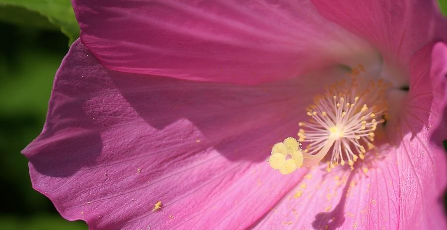 Nature Photograph - Pink Hibiscus #1 by Bruce Bley