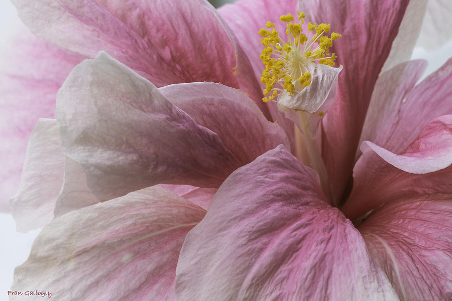 Pink Hibiscus #1 Photograph by Fran Gallogly