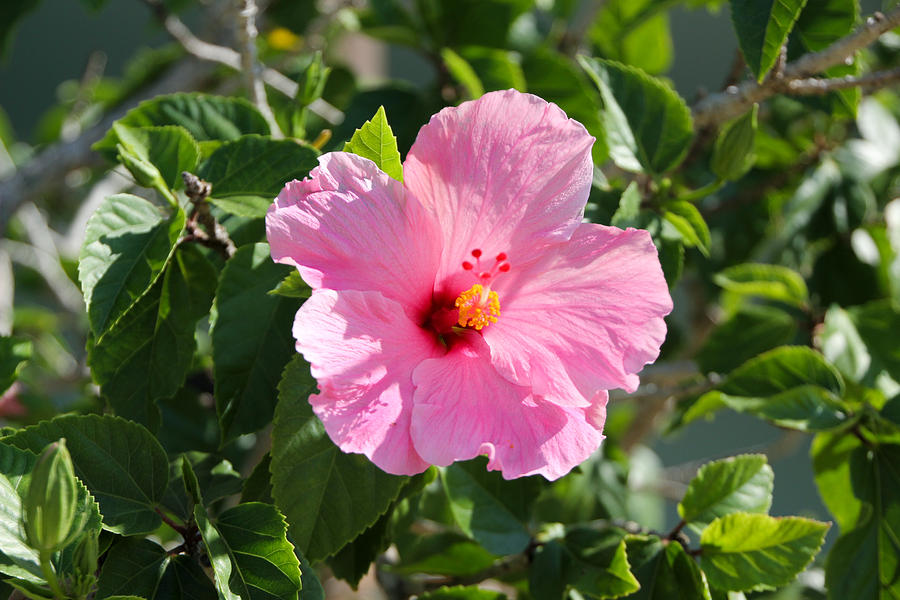 Single Pink Hibiscus Photograph by RobLew Photography