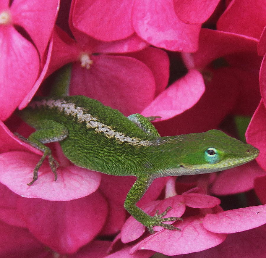 Flower Photograph - Pink Hydrangea and Lizard 2 by Cathy Lindsey
