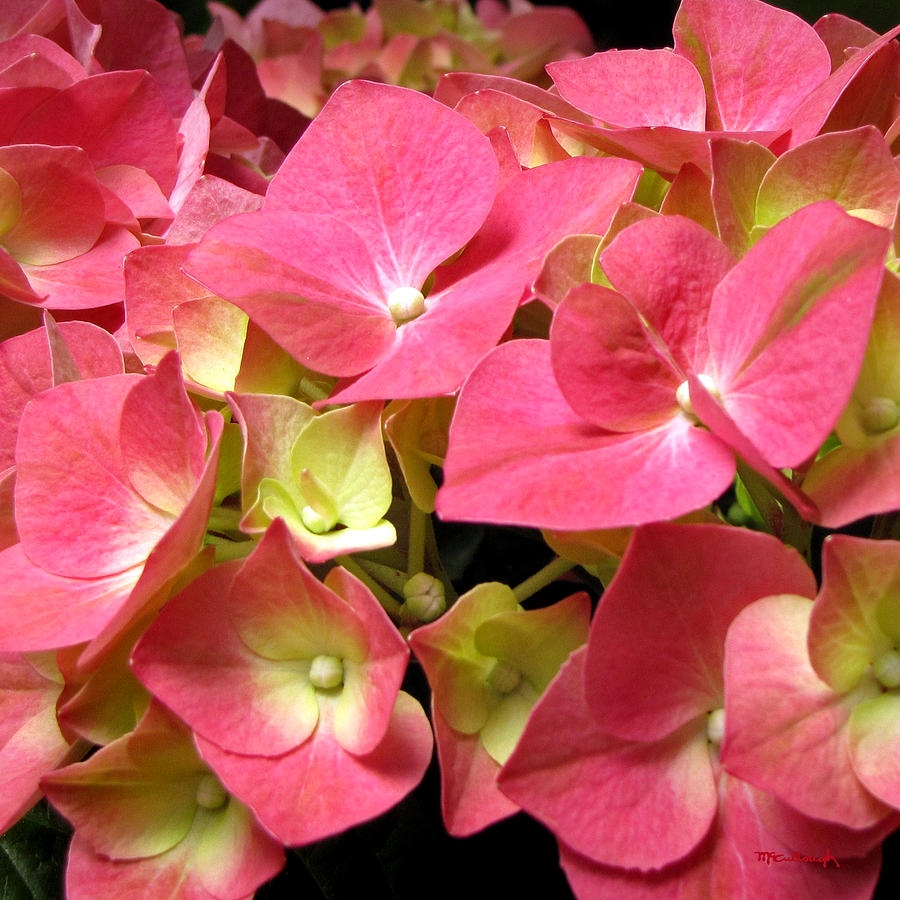 Pink Hydrangea Flowers #1 Photograph by Duane McCullough