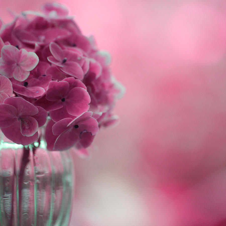 Pink Hydrangeas #1 Photograph by Bonnie Bruno