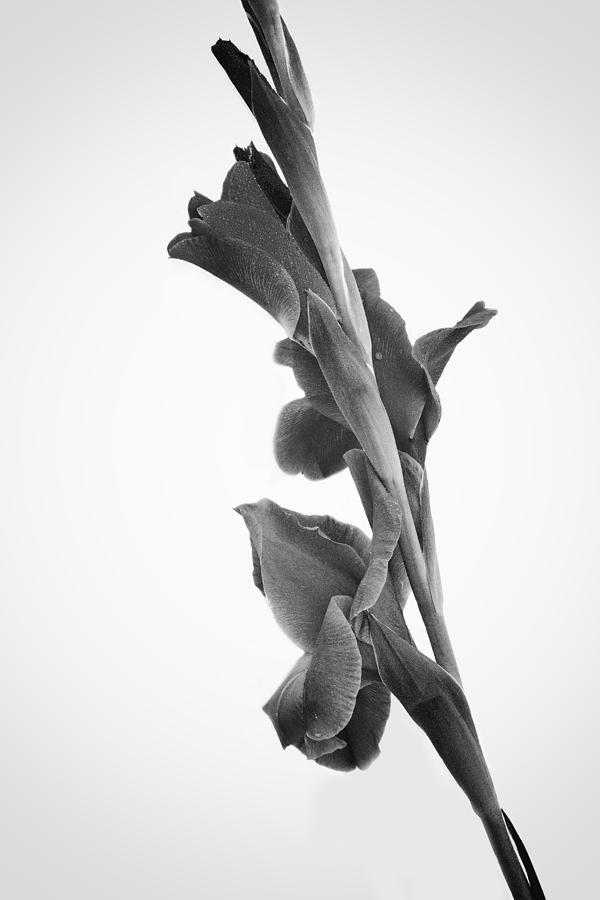Pink Iris in Monochrome #1 Photograph by Ben Shields