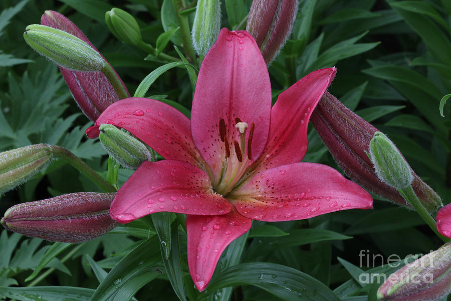 Pink Lilly Photograph by Lori Tordsen - Fine Art America