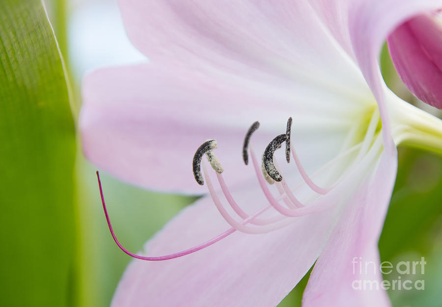 Pink lily #1 Photograph by Ingela Christina Rahm