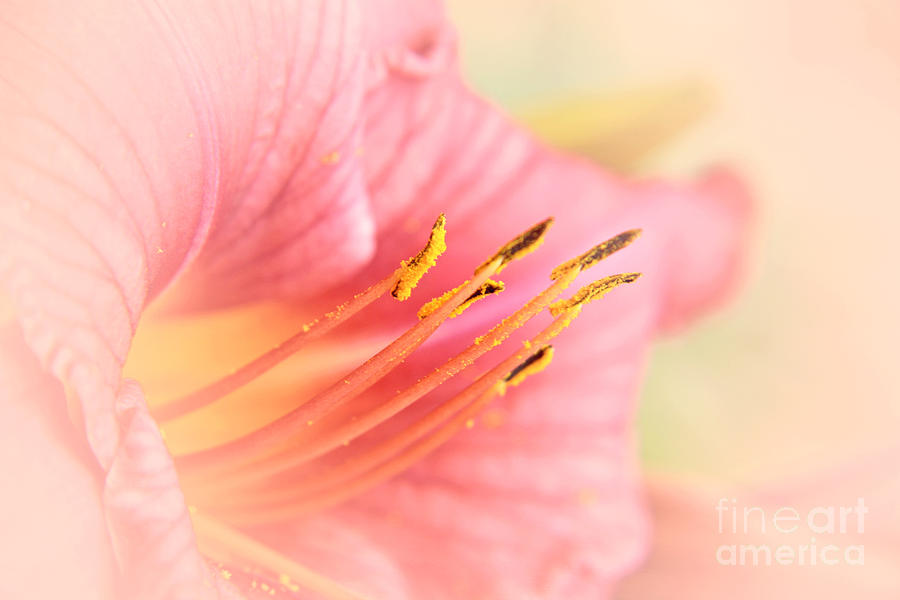 Lily Photograph - Pink lily  #1 by Lali Kacharava