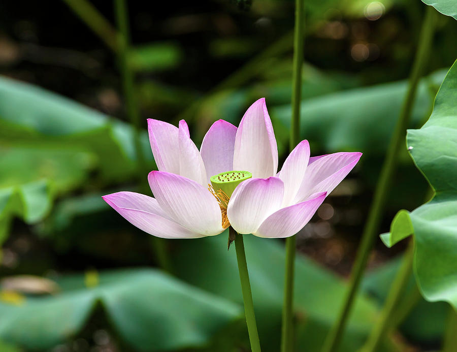 Pink Lotus Flower Lily Pads Close-up Photograph by William Perry