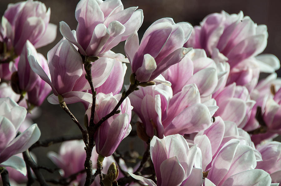 Pink Magnolia Blossom Photograph by Frank Gaertner - Fine Art America