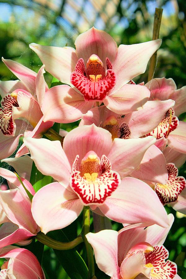 Pink Orchids #1 Photograph by Jane Girardot