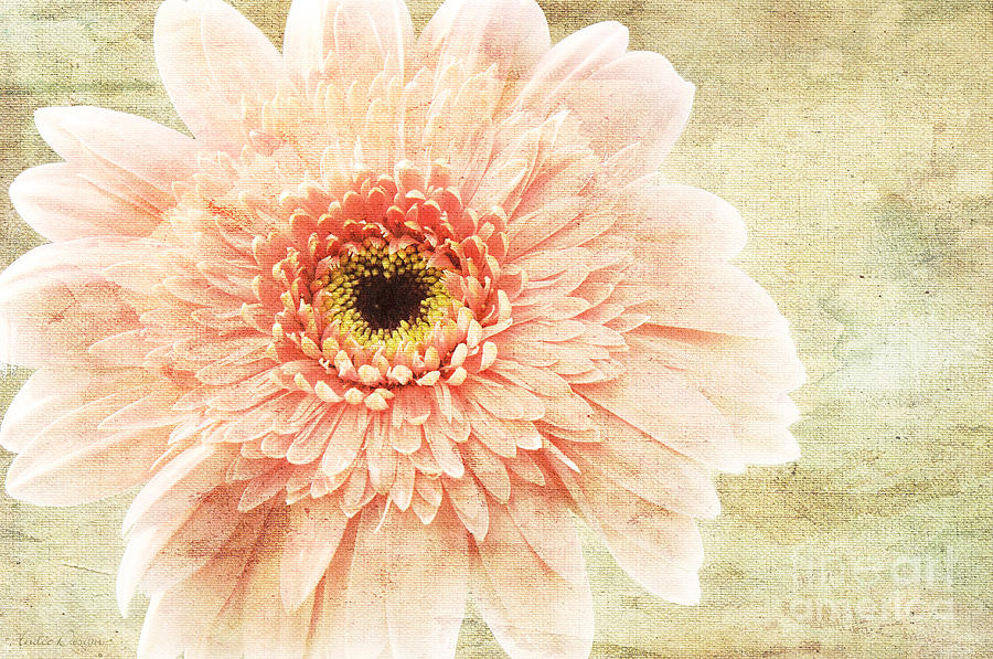 1 Pink Painterly Gerber Daisy Photograph by Andee Design