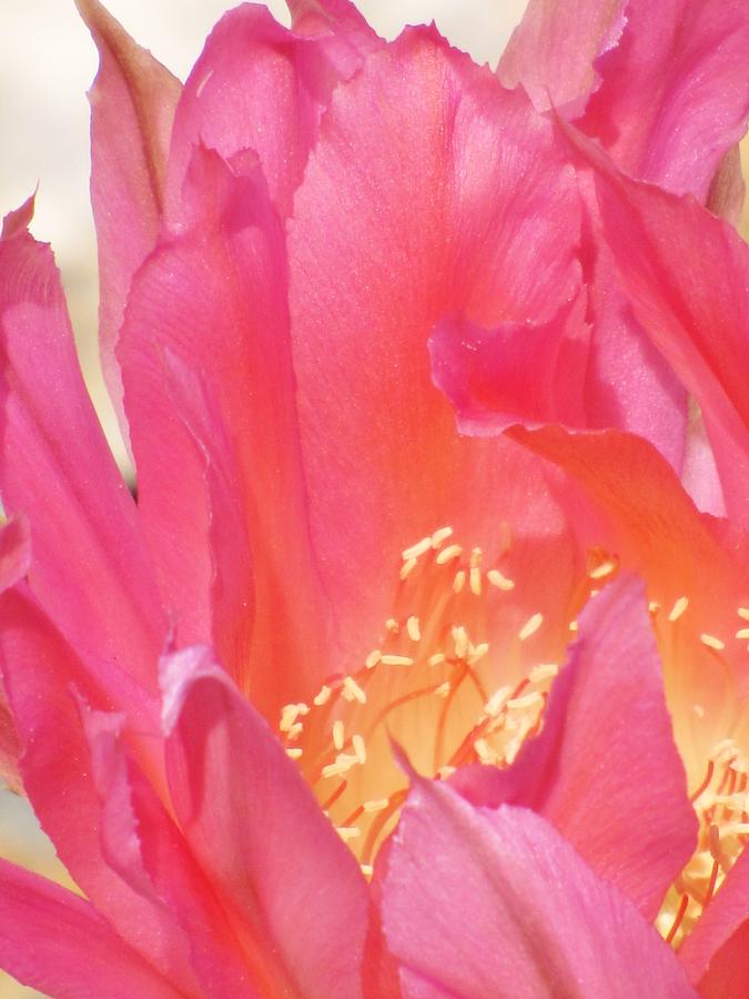 Cactus Flower Photograph - Pink Petals #1 by Life Inspired Art and Decor
