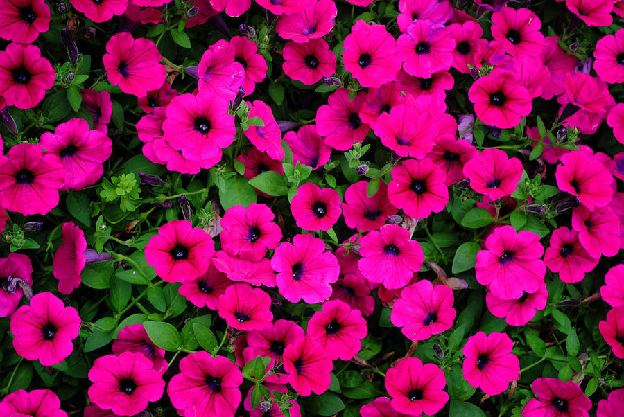 Pink Petunias Photograph by Glory Ann Penington