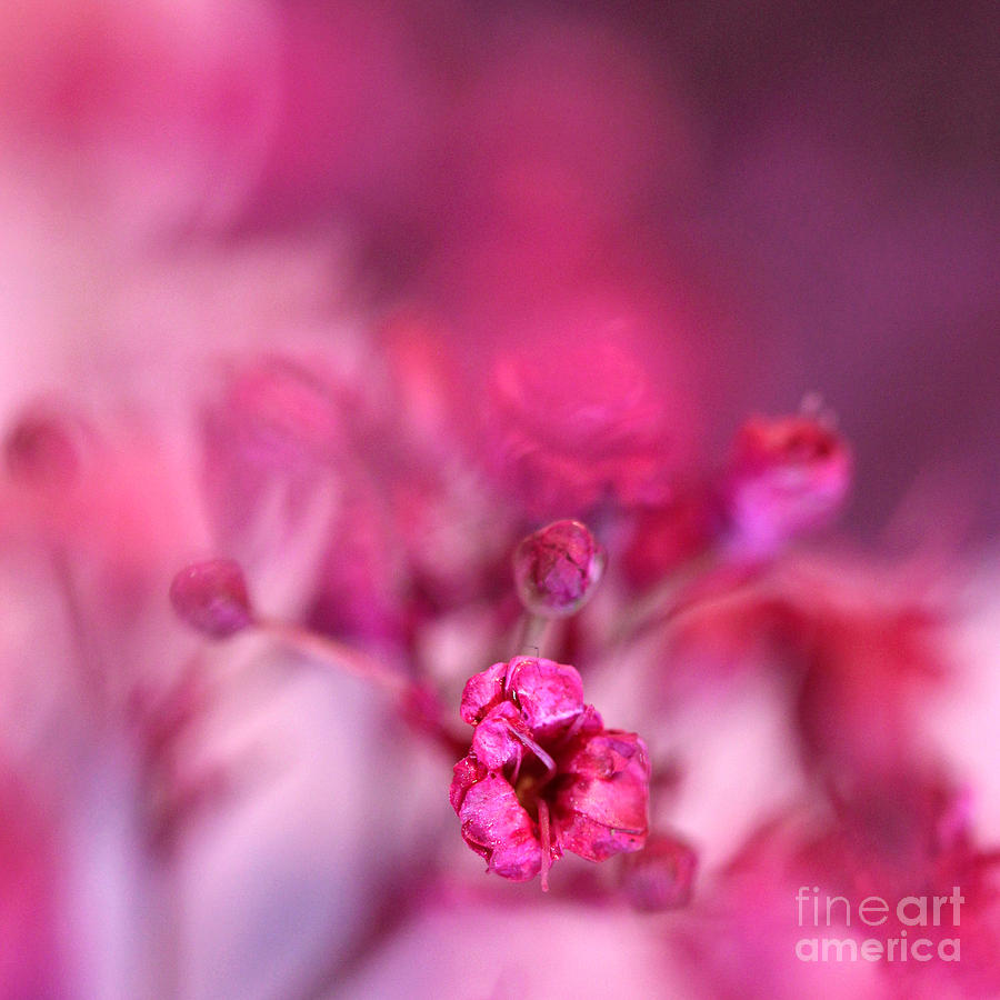 Abstract Photograph - Pink Phantasy #1 by Karin Ubeleis-Jones