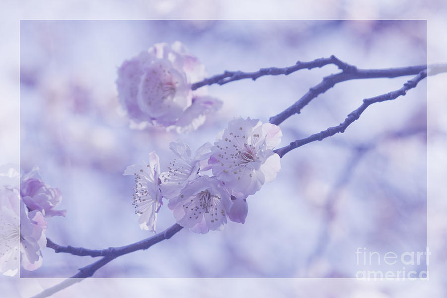 Pink Plum Blossoms with Violet Tones #1 Photograph by Beverly Claire Kaiya