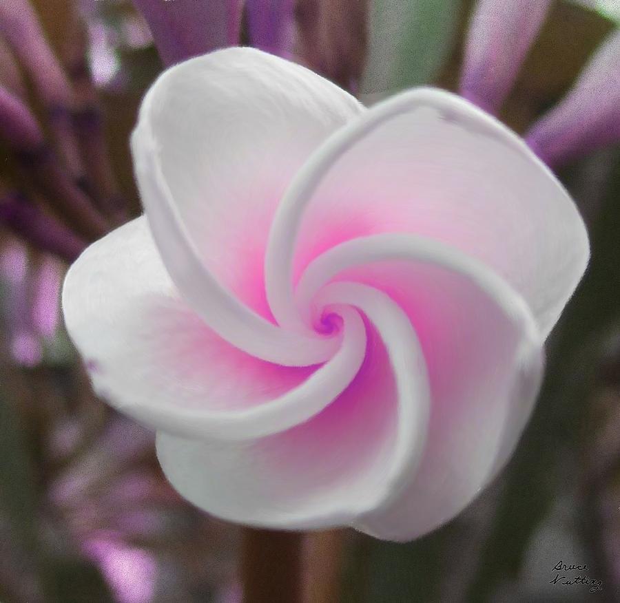 Pink Plumeria #1 Painting by Bruce Nutting