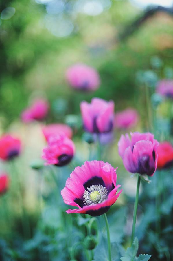 Pink Poppies #1 Photograph by Carlina Teteris