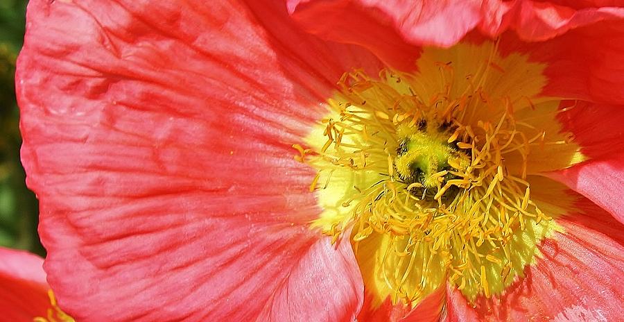 Poppy Photograph - Pink Poppy Close up #1 by Bruce Bley