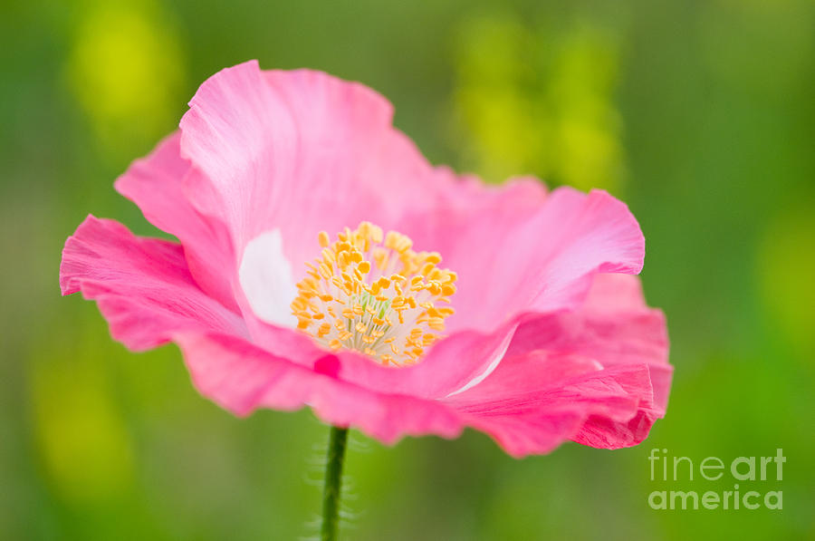 Nature Photograph - Pink Poppy #1 by Oscar Gutierrez