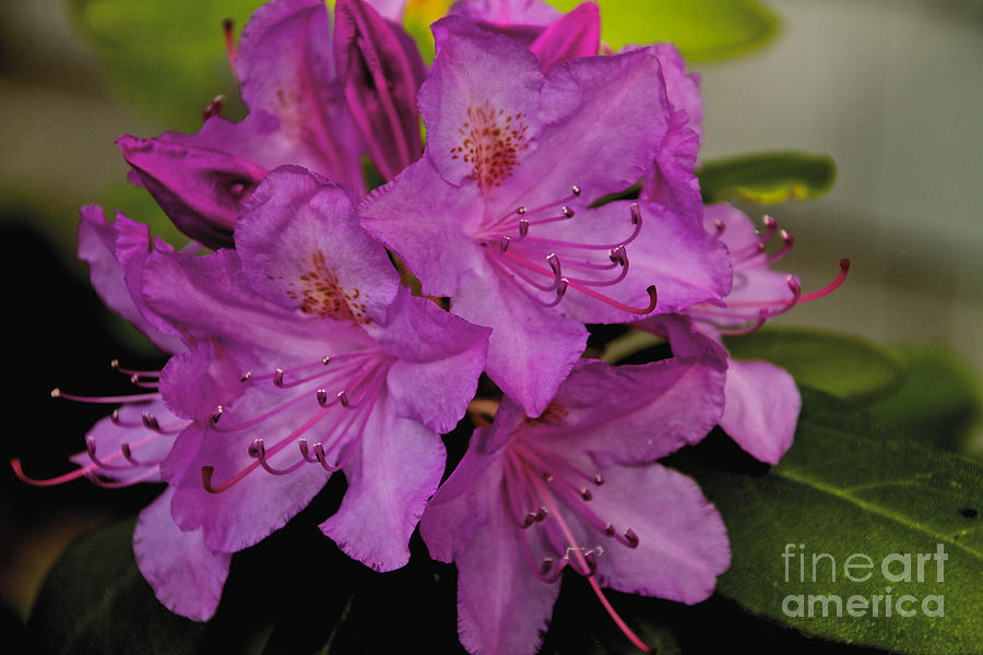 Pink Rhododendron #1 Photograph by William Norton
