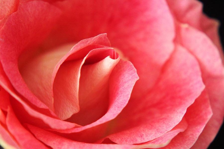 Flower Photograph - Pink Rose 2 #1 by Carol Welsh