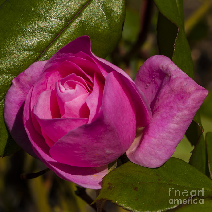 Salem Photograph - Pink Rose Blossom #1 by M J