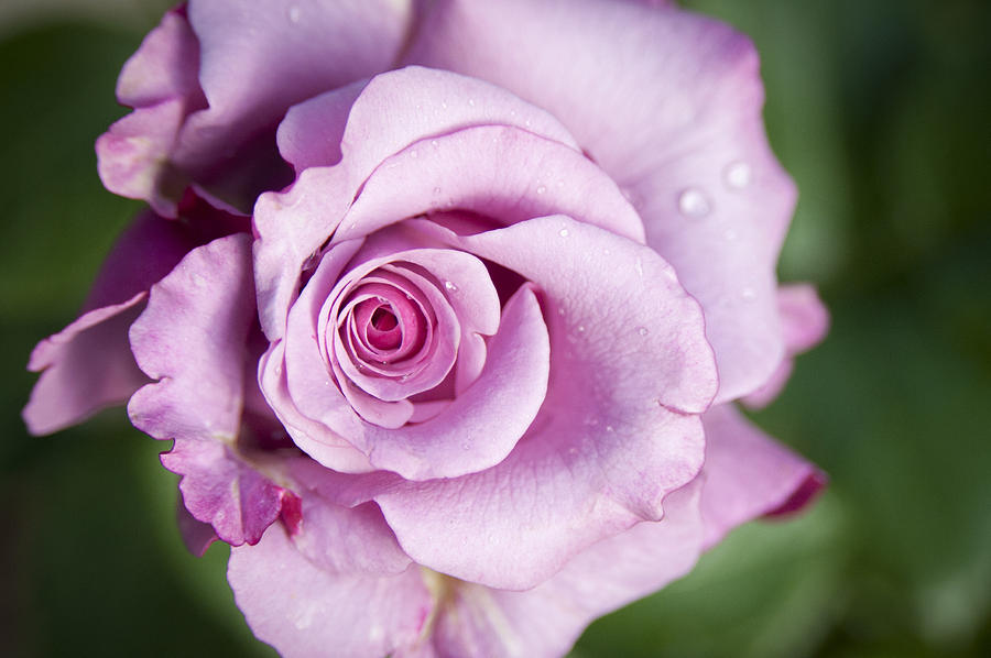 Rose Photograph - The Pink Rose by Chad Davis
