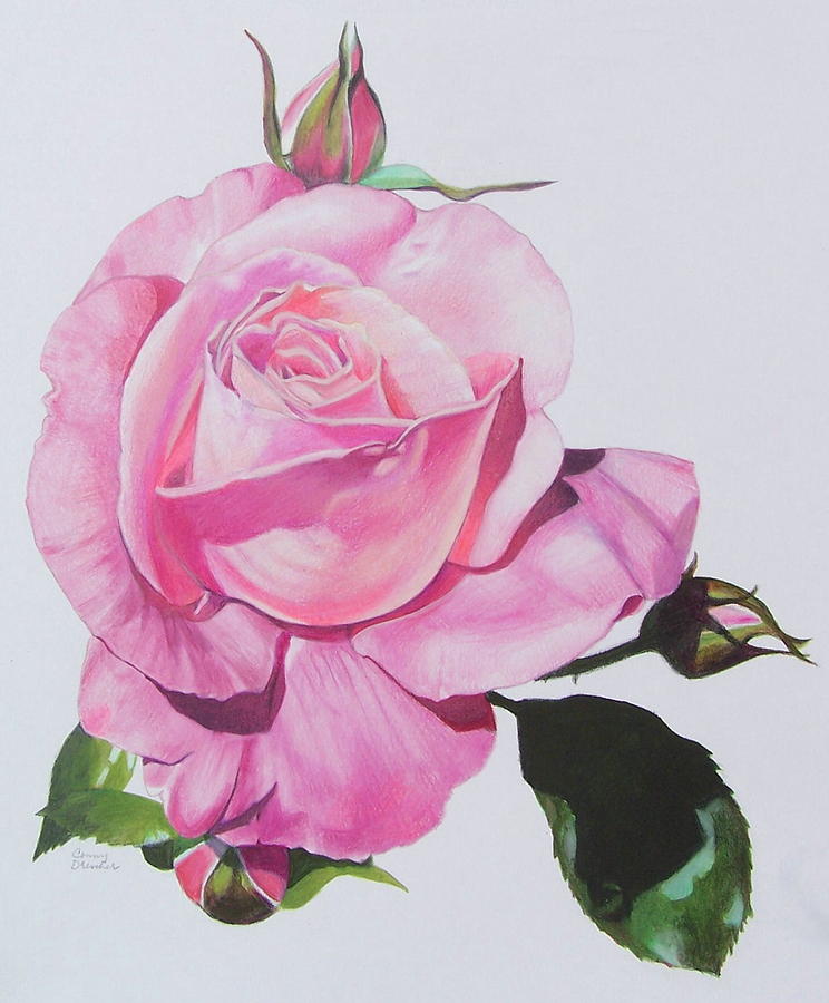Pink Rose Mixed Media by Constance Drescher