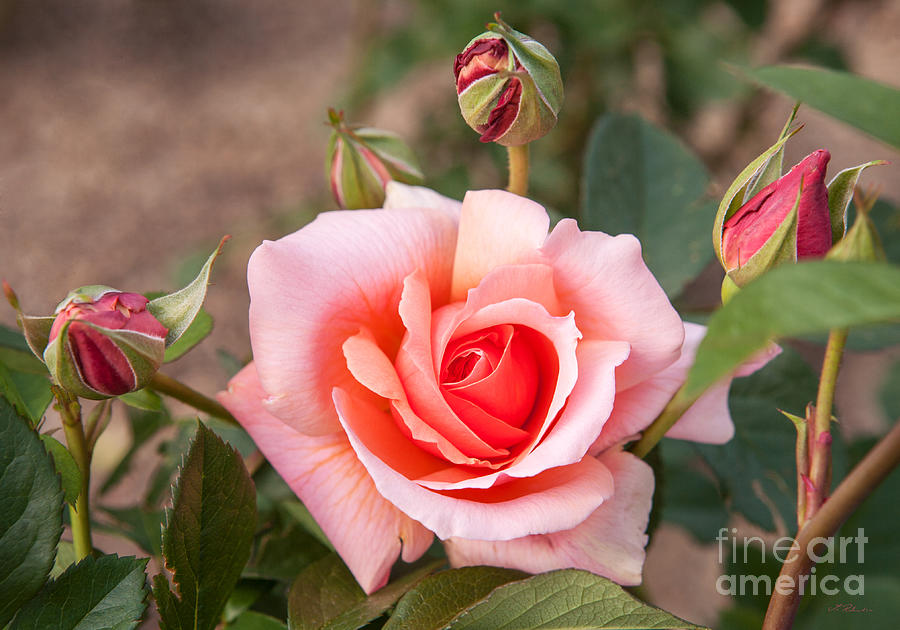Nature Photograph - Pink Rose by Iris Richardson