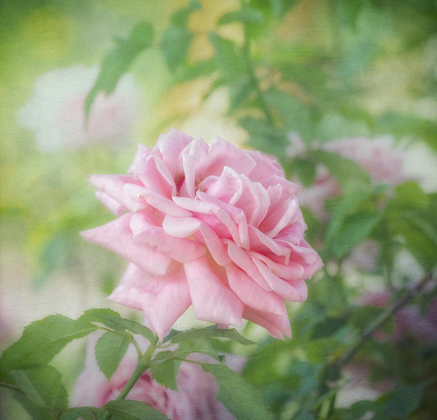 Pink Rose #1 Photograph by Kim Hojnacki