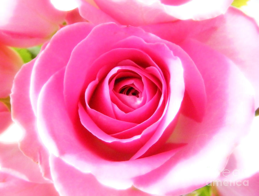 Pink Rose #2 Photograph by Nina Ficur Feenan