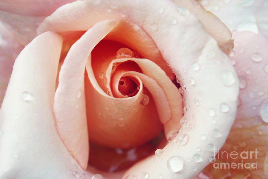 Pink Rose #1 Photograph by Rachel Barrett
