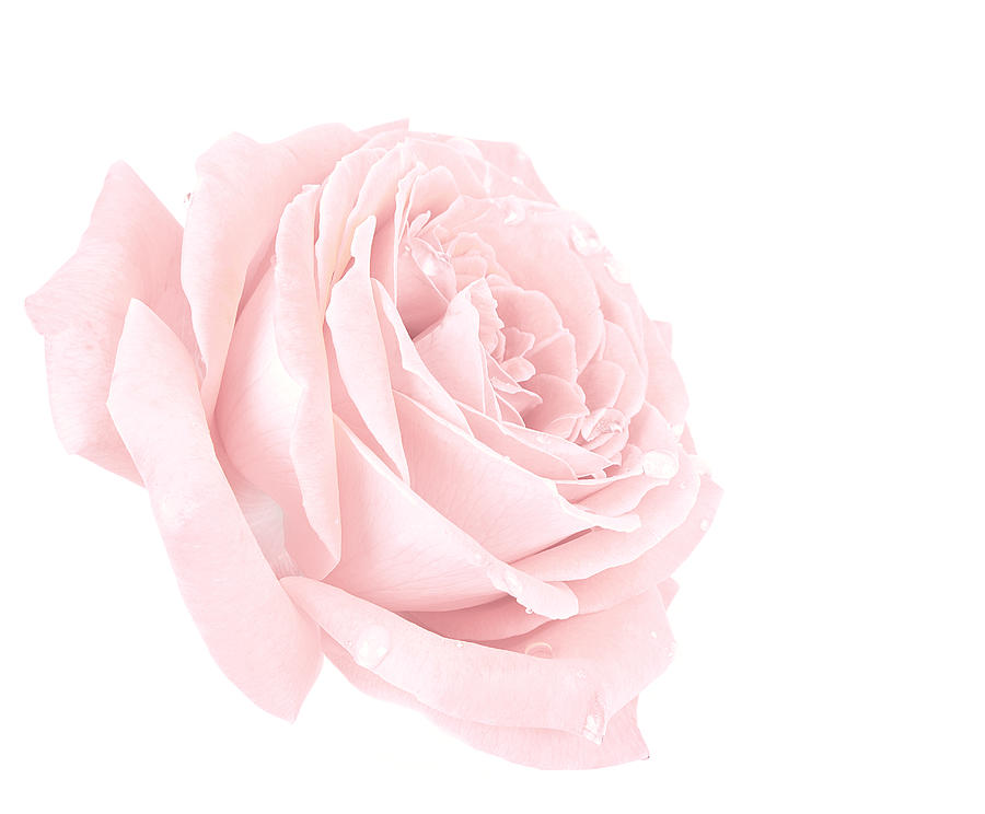 Pink Rose #1 Photograph by Ranasu