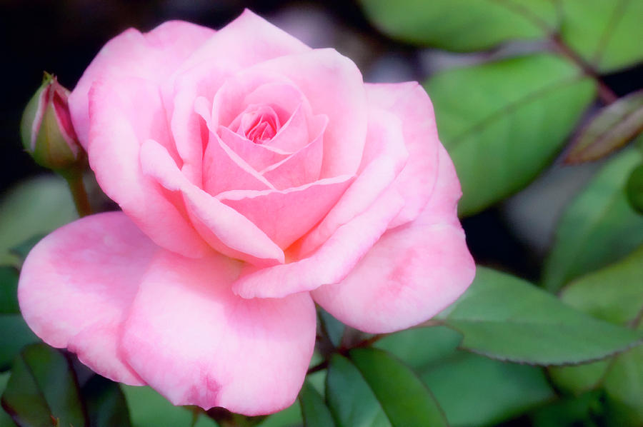 Pink Rose (rosa Sp.) #1 Photograph by Maria Mosolova/science Photo Library