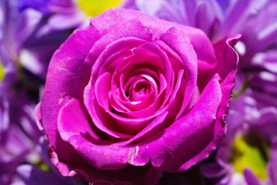 Pink rose #1 Photograph by Susan Jensen