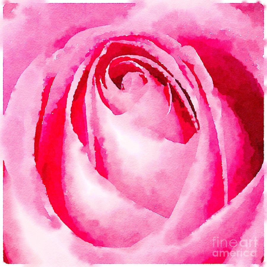 Pink rose watercolour #1 Photograph by Jane Rix