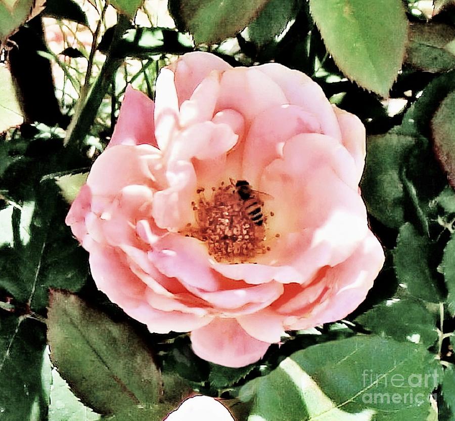 Pink Rose with Bee Photograph by Janette Boyd