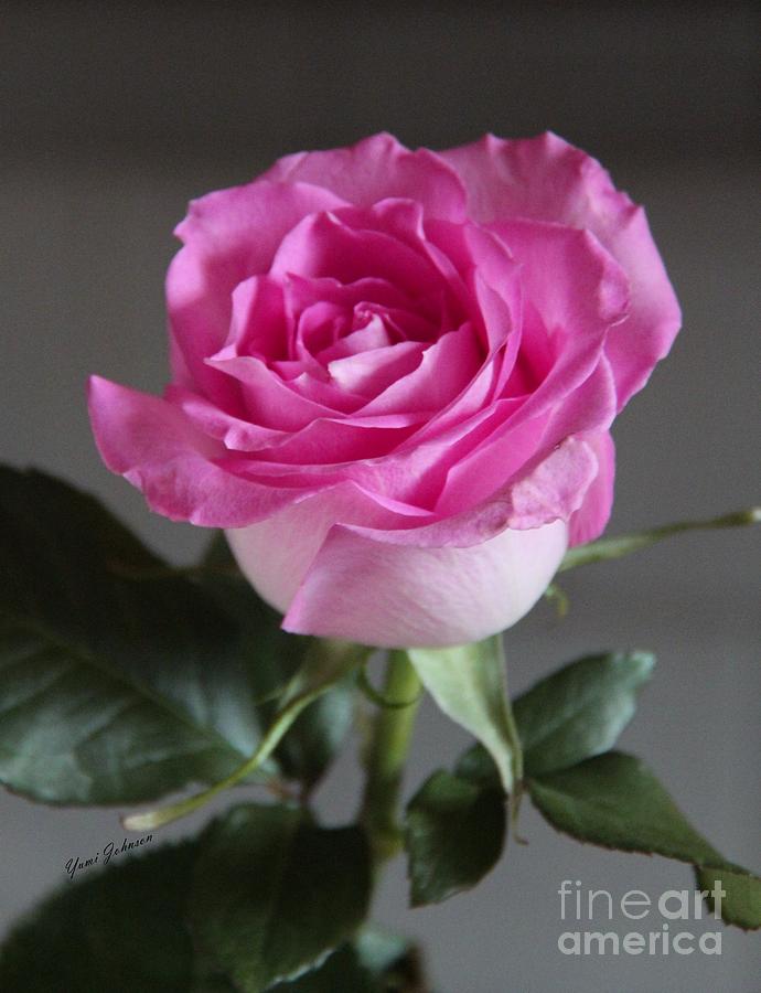Pink Rose #1 Photograph by Yumi Johnson