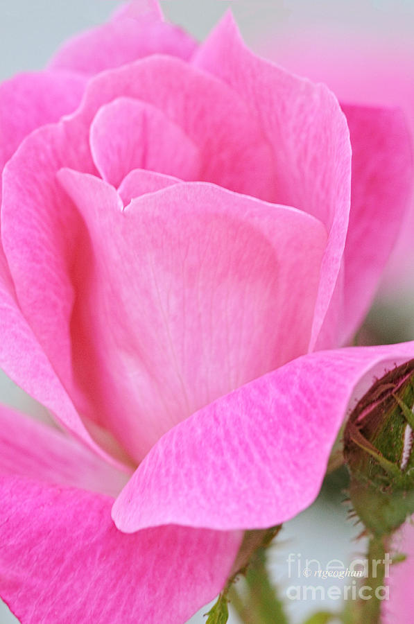 Rose Photograph - Pink Rosebud by Regina Geoghan