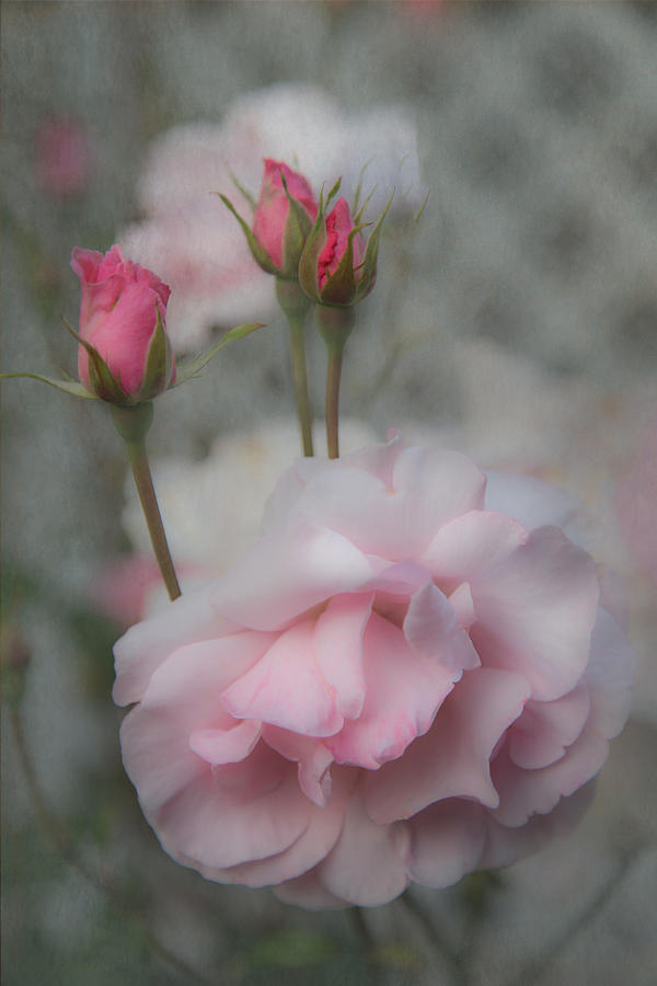 Pink Roses #1 Photograph by Angie Vogel