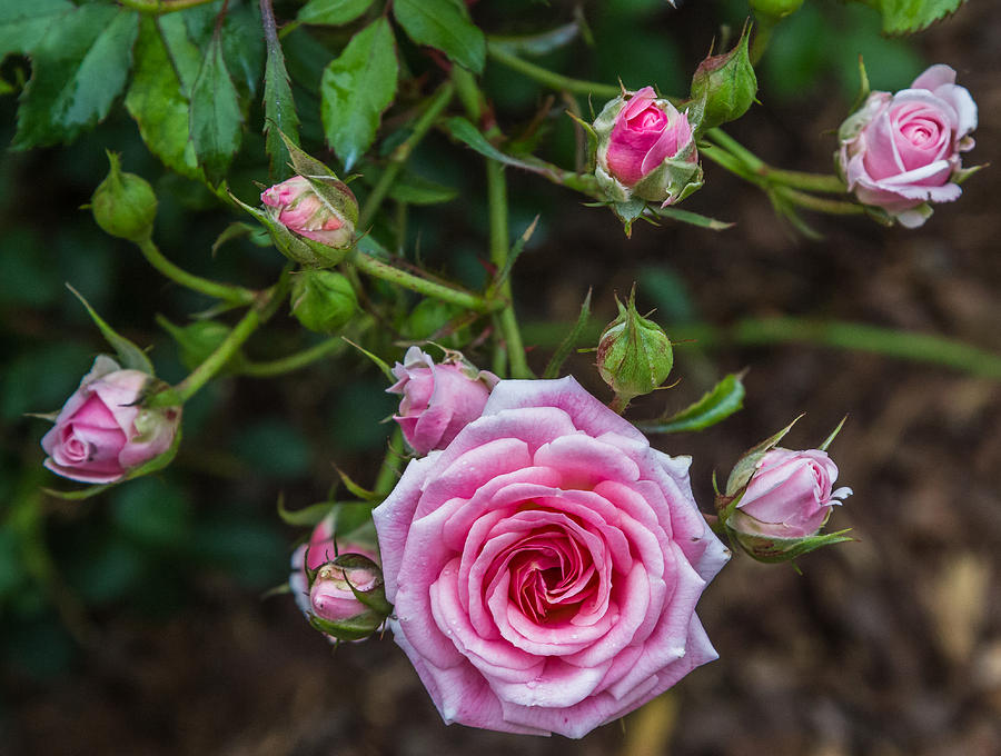 Pink roses #1 Photograph by Jane Luxton