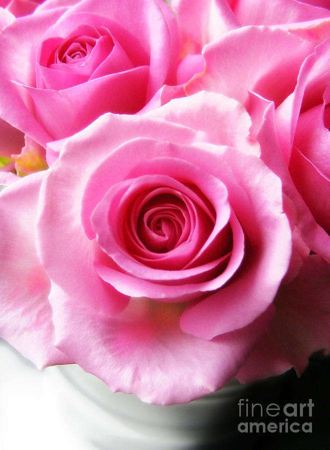 Dreamy Pink Roses Photograph by Nina Ficur Feenan