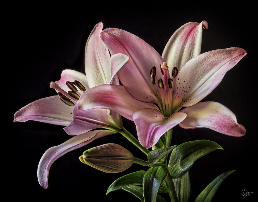 Pink Tiger Lilies Photograph by Endre Balogh